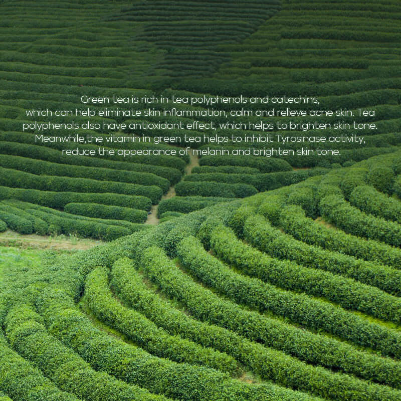 Expansive green tea fields emphasizing the natural source of green tea essence used in skincare products.